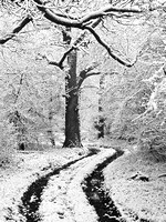 Snowy wood, St Pauls Walden